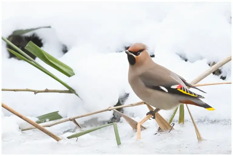 Sidensvans - (Waxwing)