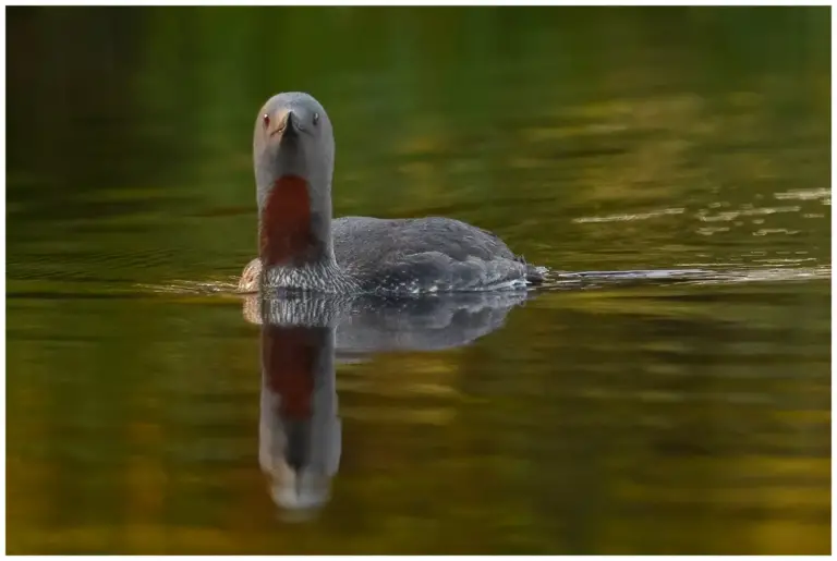 smålom - (red-throated diver)