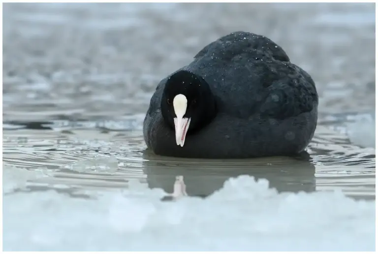 Sothöna - (Eurasian Coot)