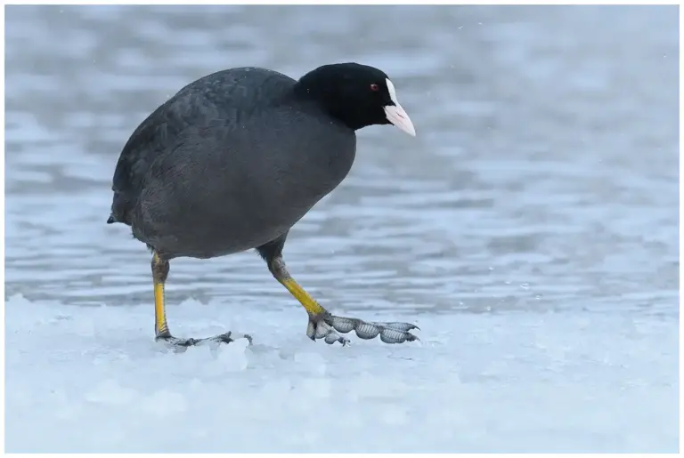 Sothöna – (Eurasian Coot) - går på is