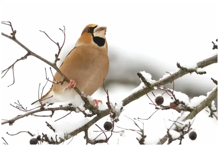 Stenknäck - (Hawfinch)