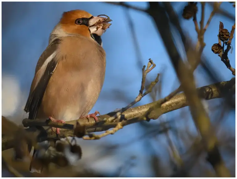 Stenknäck - (Hawfinch)