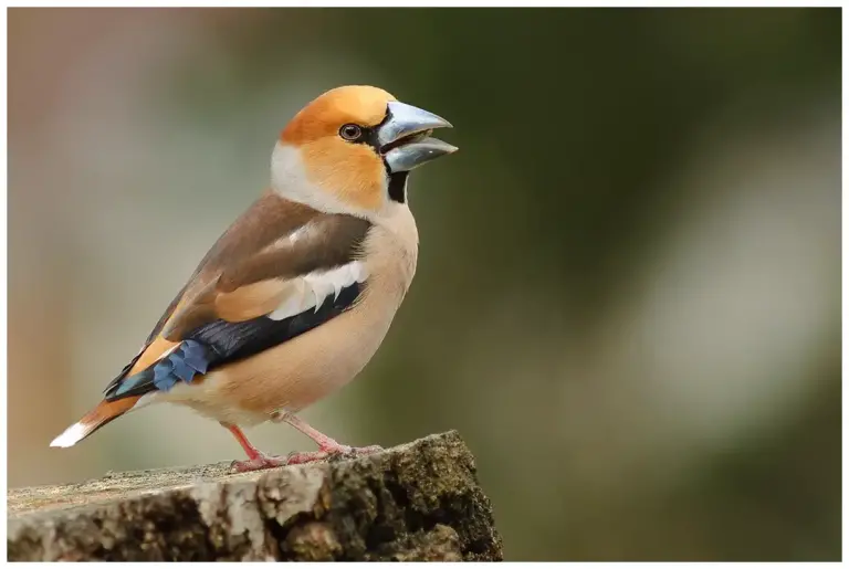 stenknäck - (hawfinch)