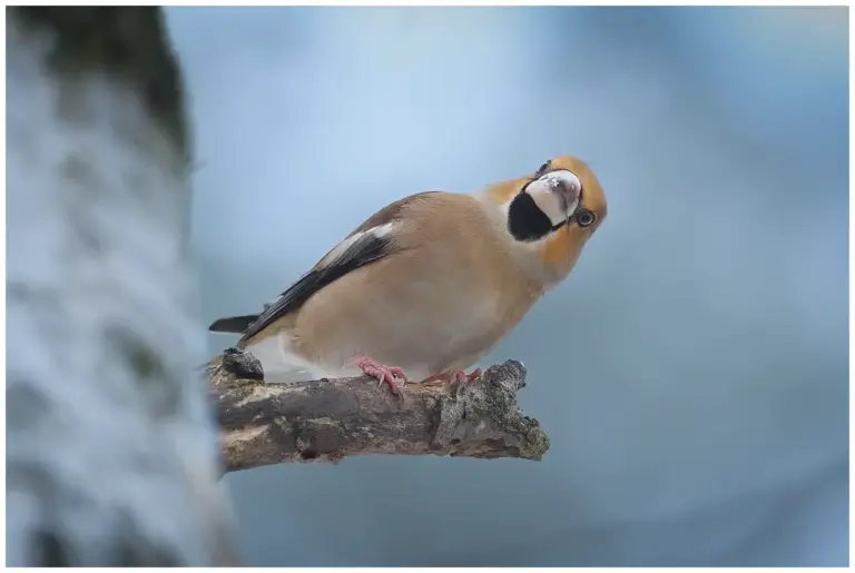 Stenknäck - (Hawfinch)