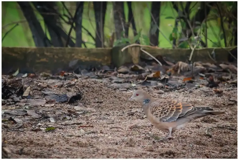 Större turturduva – (Oriental Turtle Dove)