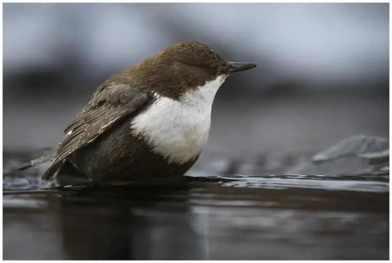 Strömstare - (White-throated Dipper)