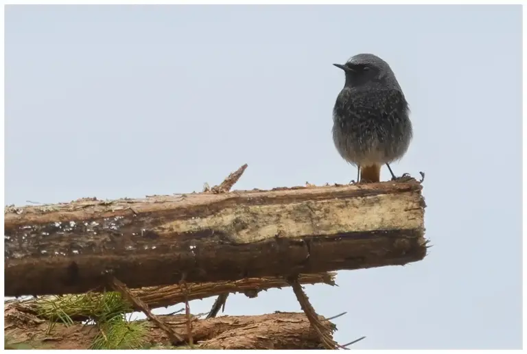 Svart rödstjärt - Black Redstart