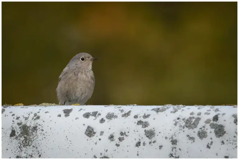 Svart rödstjärt - Black Redstart - honfärgad