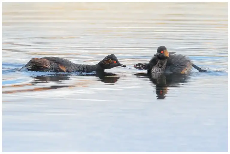 Svarthalsad dopping - (Black - necked Grebe)