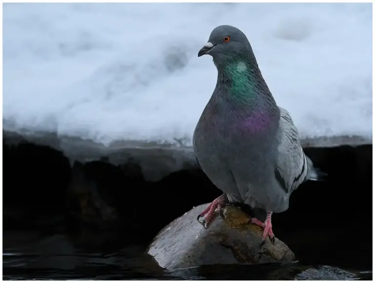 tamduva - (rock dove)