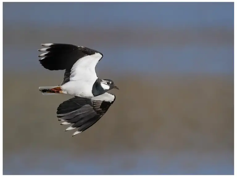 Tofsvipa - (Northern Lapwing)