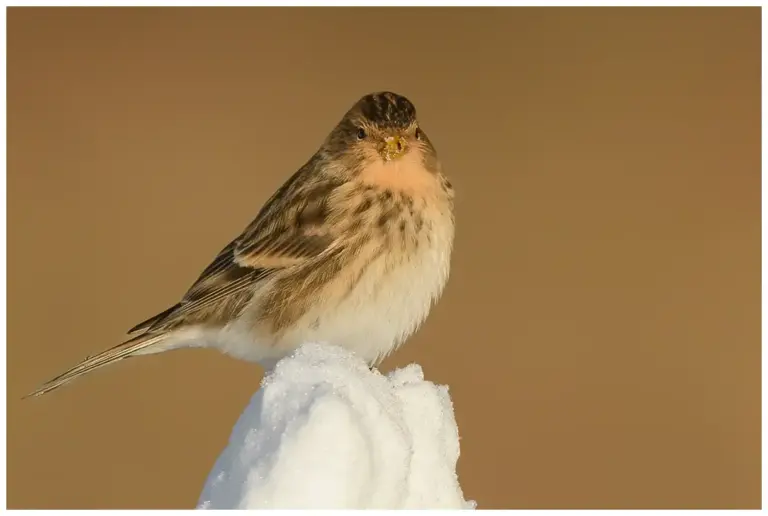 vinterhämpling – (twite)