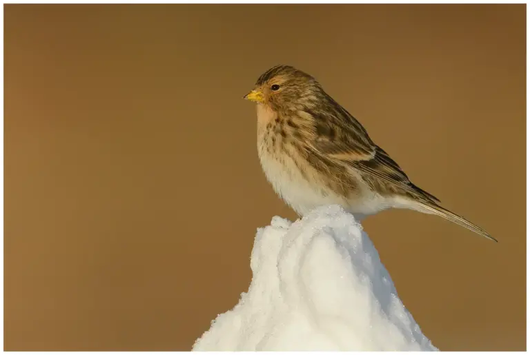 vinterhämpling - (twite)