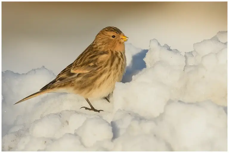 vinterhämpling - (twite)