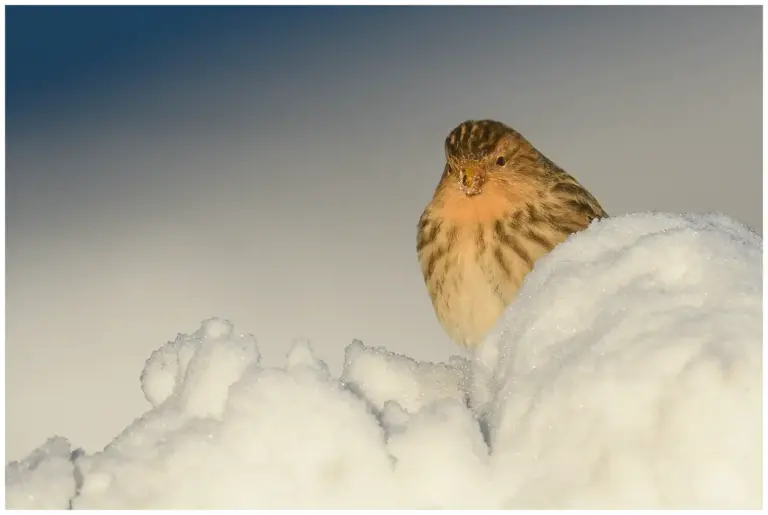 Vinterhämpling - (Twite)