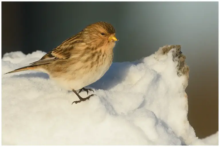 vinterhämpling - (twite) - letar föda i snön