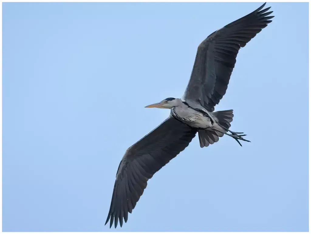 gråhäger - (Grey Heron) - flying