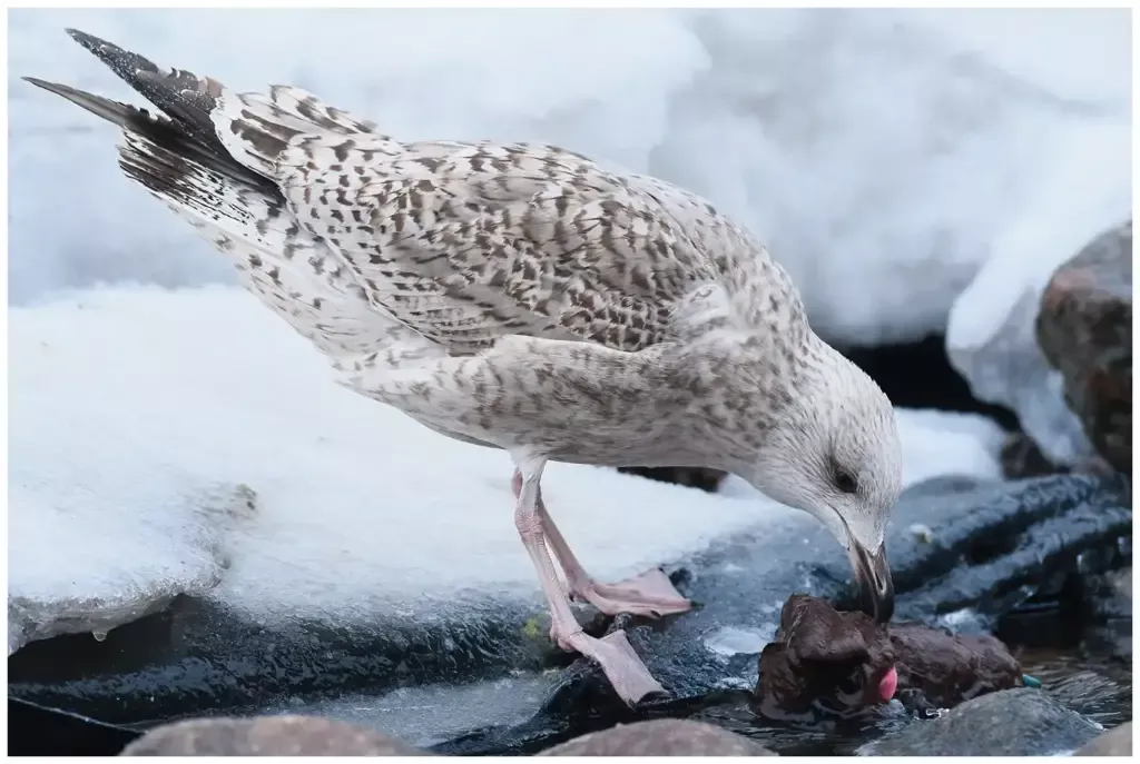 Gråtrut - (Herring Gull)