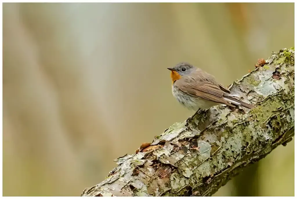 Mindre Flugsnappare - (Red-breasted Flycatcher)
