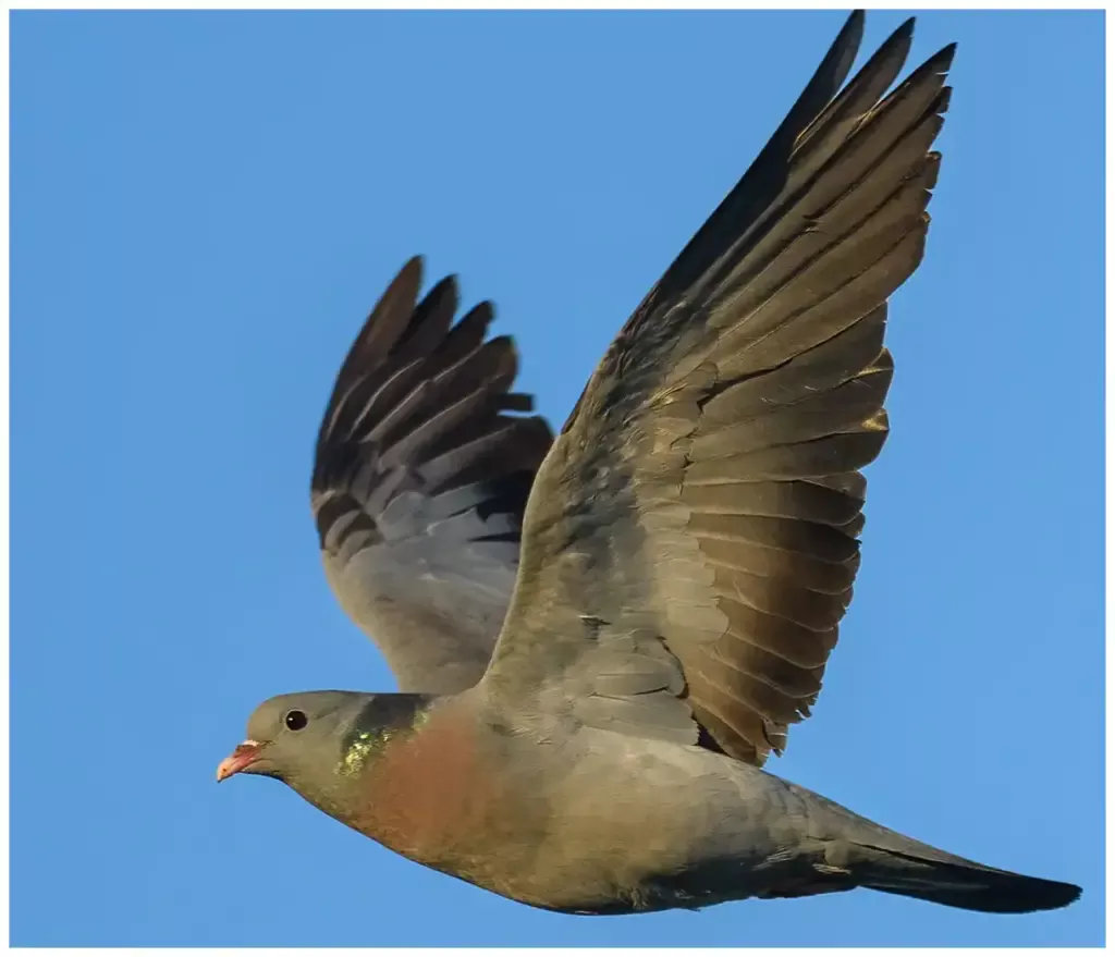 Skogsduva - (Stock Dove) - flygande
