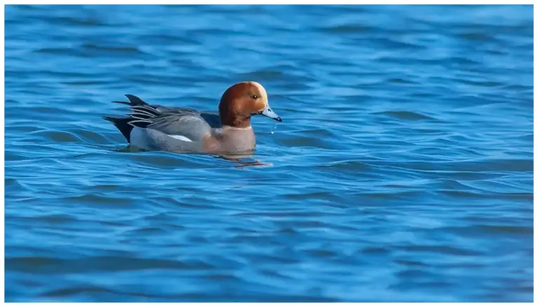 Bläsand - (Eurasian Wigeon) - hane