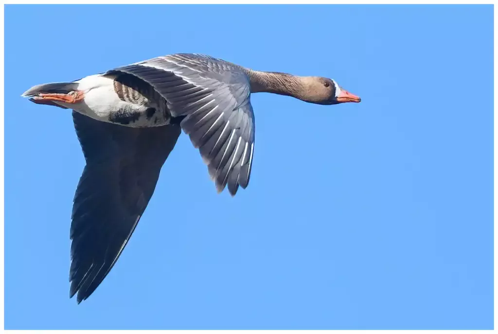 Bläsgås - (Greater White-fronted Goose)