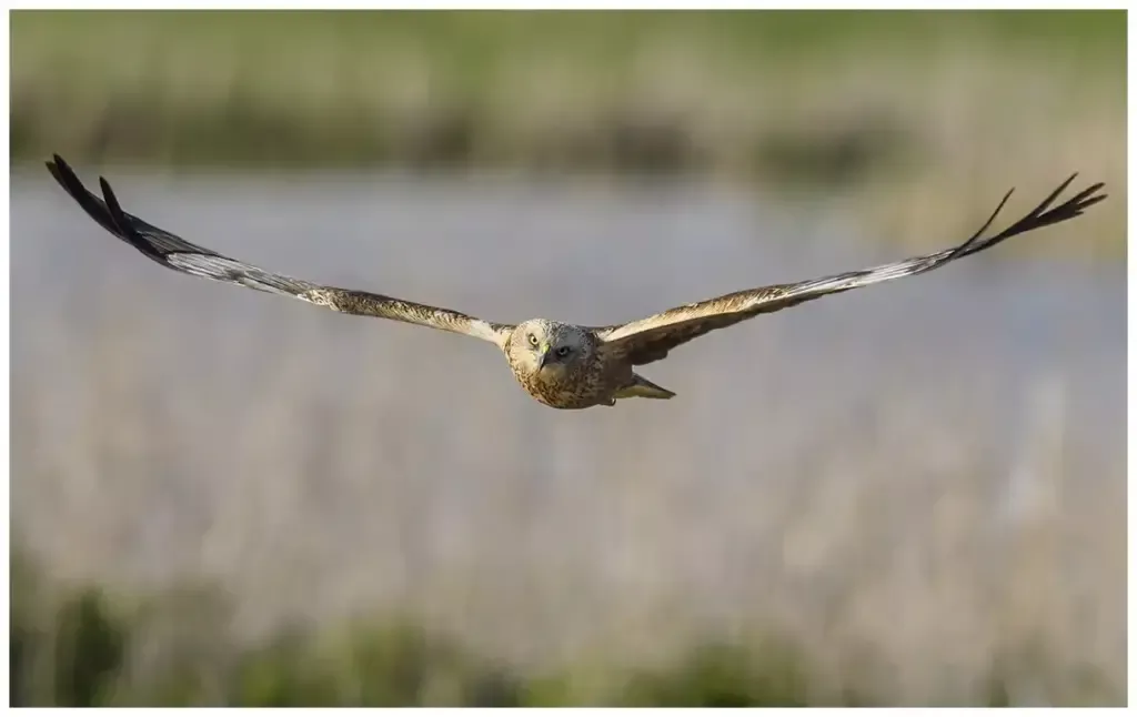 Brun Kärrhök - (Western Marsh Harrier)