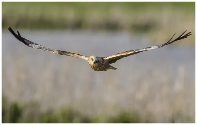 Brun Kärrhök - (Western Marsh Harrier) - hane flyger