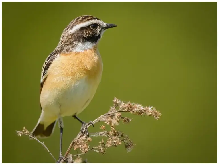 Buskskvätta - (Whinchat)