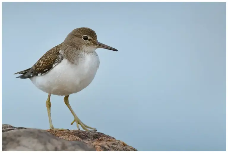 Drillsnäppa - (Common Sandpiper)