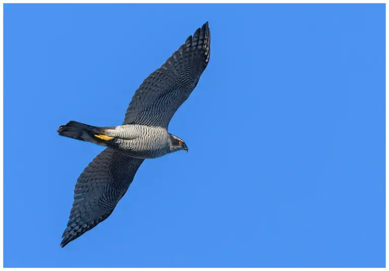 Duvhök - (Northern Goshawk) - adult