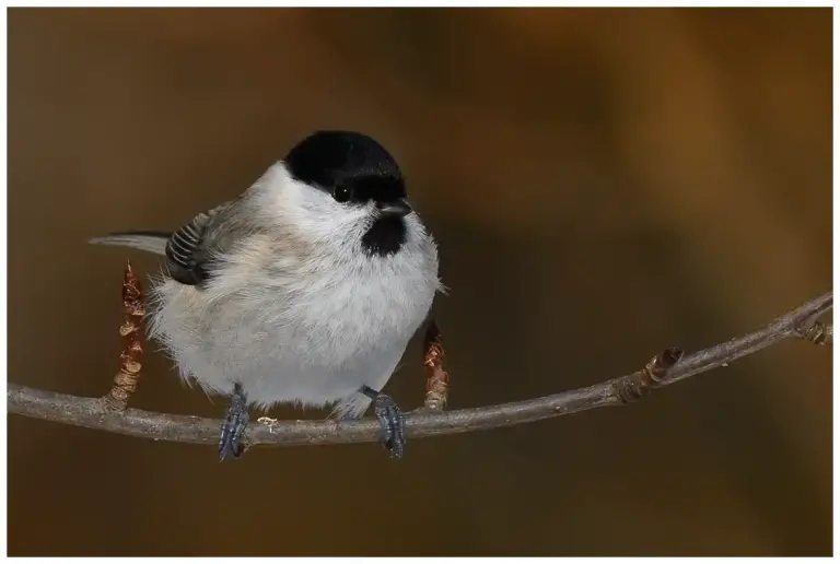 Entita - (Marsh Tit)