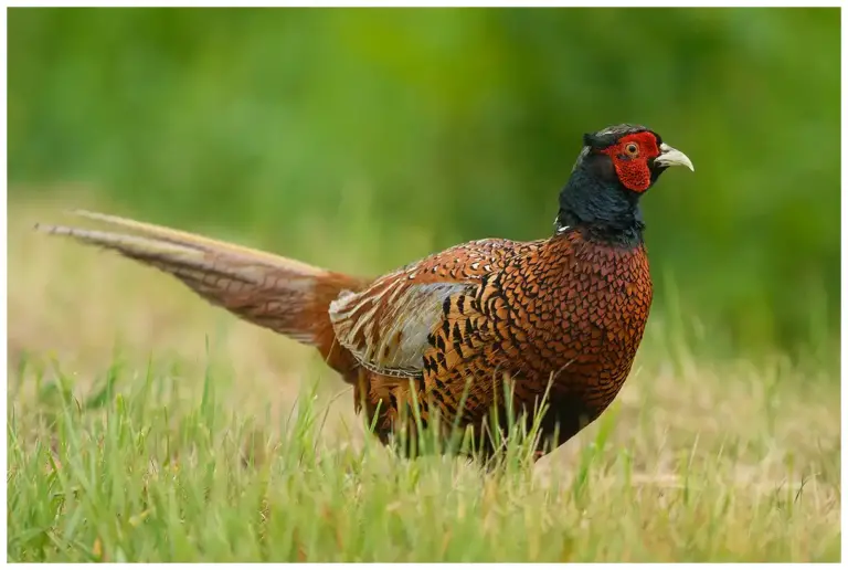 Fasan - (Common Pheasant)