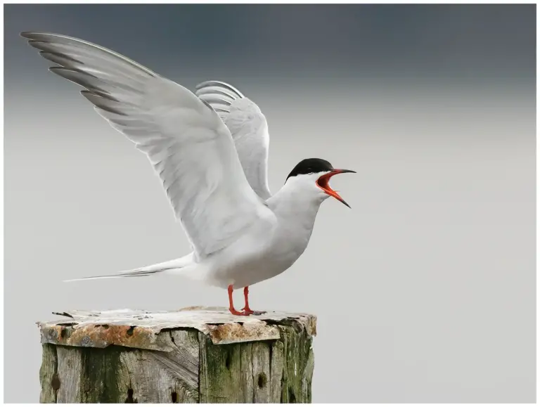 Fisktärna - (Common Tern)