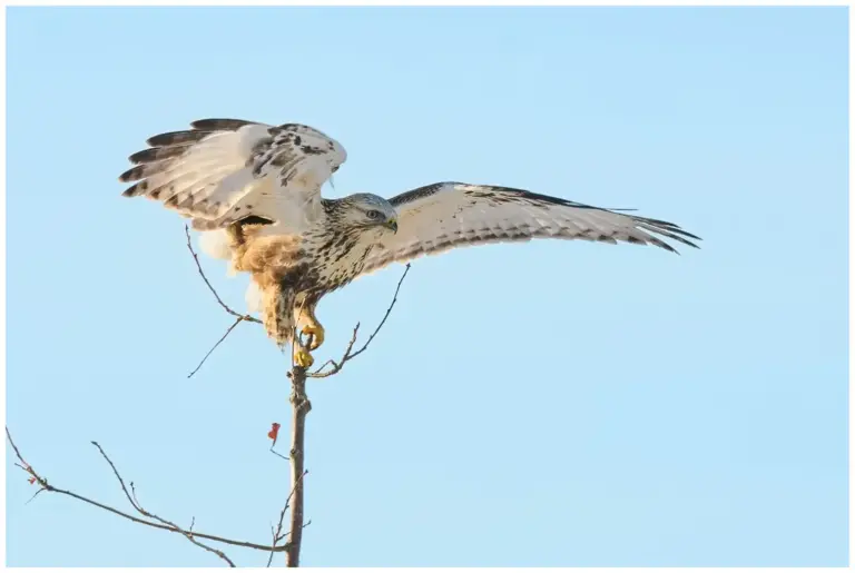 Fjällvråk - (Rough-legged Buzzard) - landar i ett litet träd