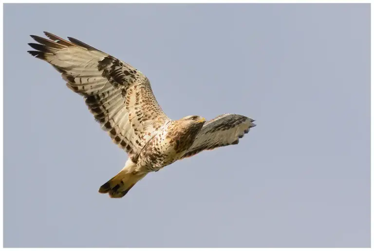 Fjällvråk - (Rough-legged Buzzard)