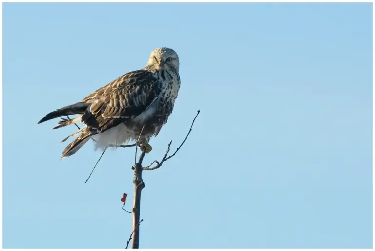 Fjällvråk - (Rough-legged Buzzard)