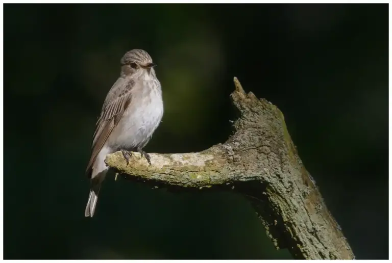 Grå Flugsnappare - (Spotted Flycatcher)