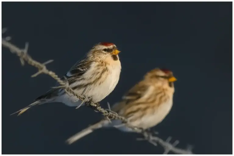 gråsiska - (redpoll)