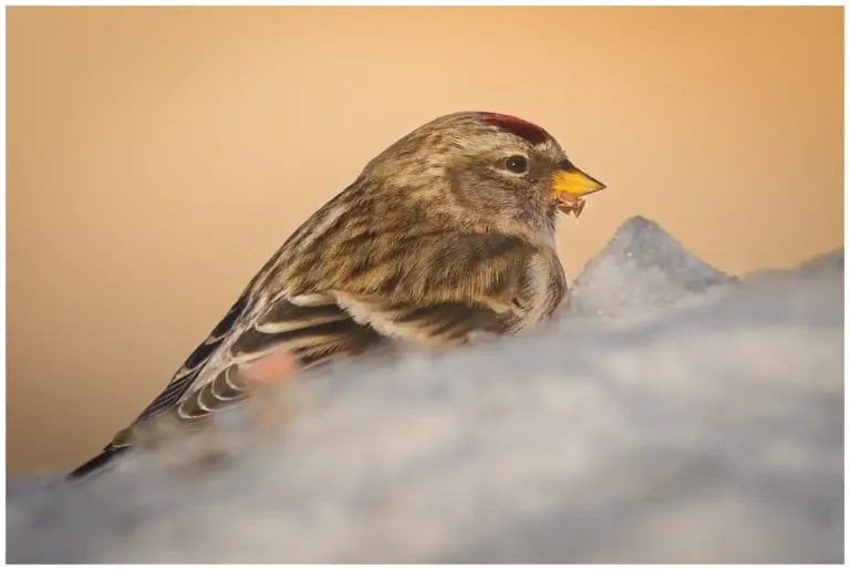 gråsiska - (redpoll)