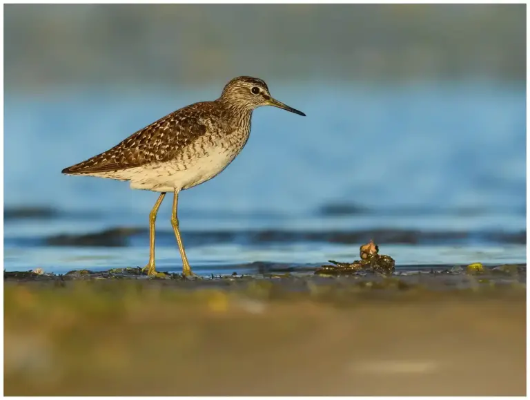 Grönbena - (Wood Sandpiper)