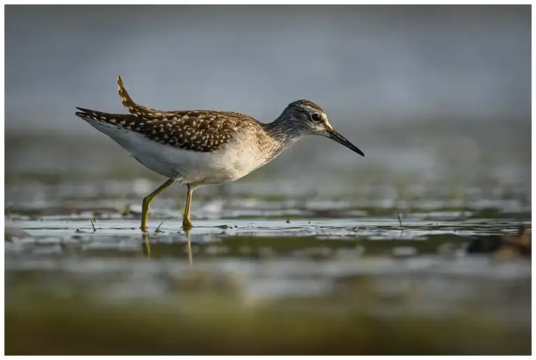 Grönbena - (Wood Sandpiper)