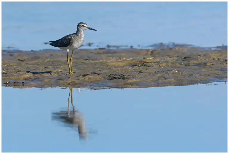 Grönbena - (Wood Sandpiper)