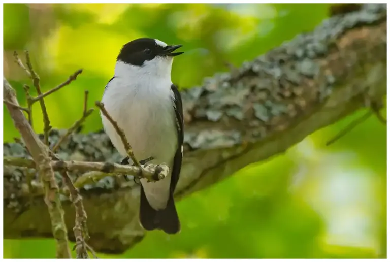 Halsbandsflugsnappare – (Collared Flycatcher)