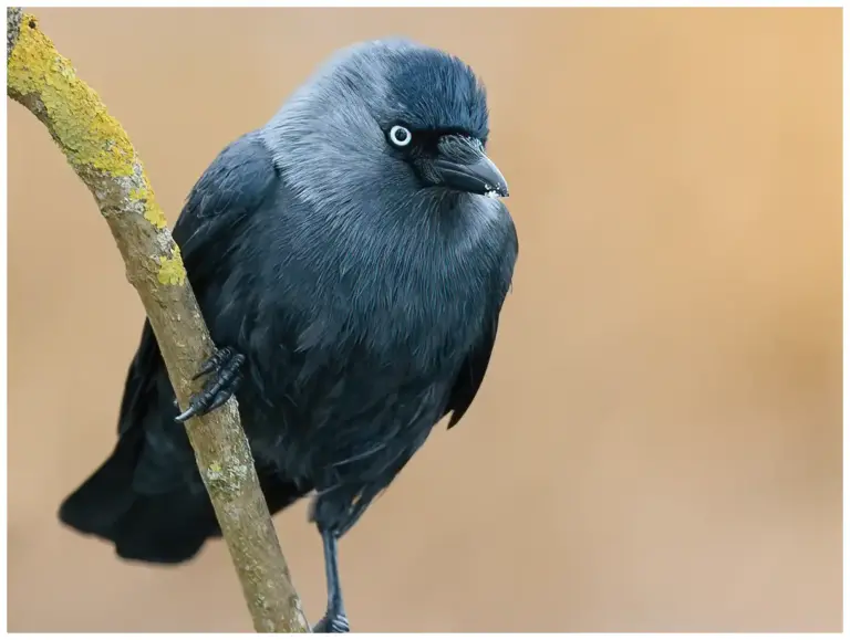 Kaja - (Western Jackdaw)