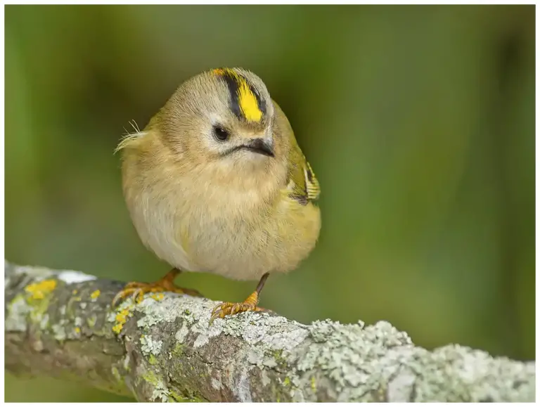 Kungsfågel - (Goldcrest)