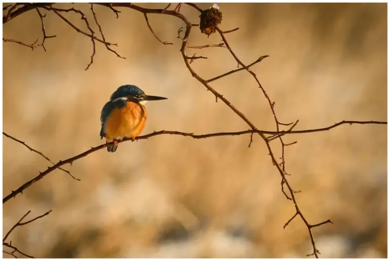 Kungsfiskare - (Kingfisher)