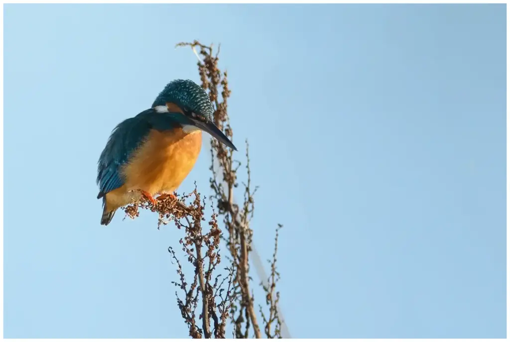 Kungsfiskare - (Kingfisher)