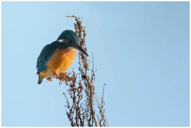 Kungsfiskare - (Kingfisher) - letar efter föda