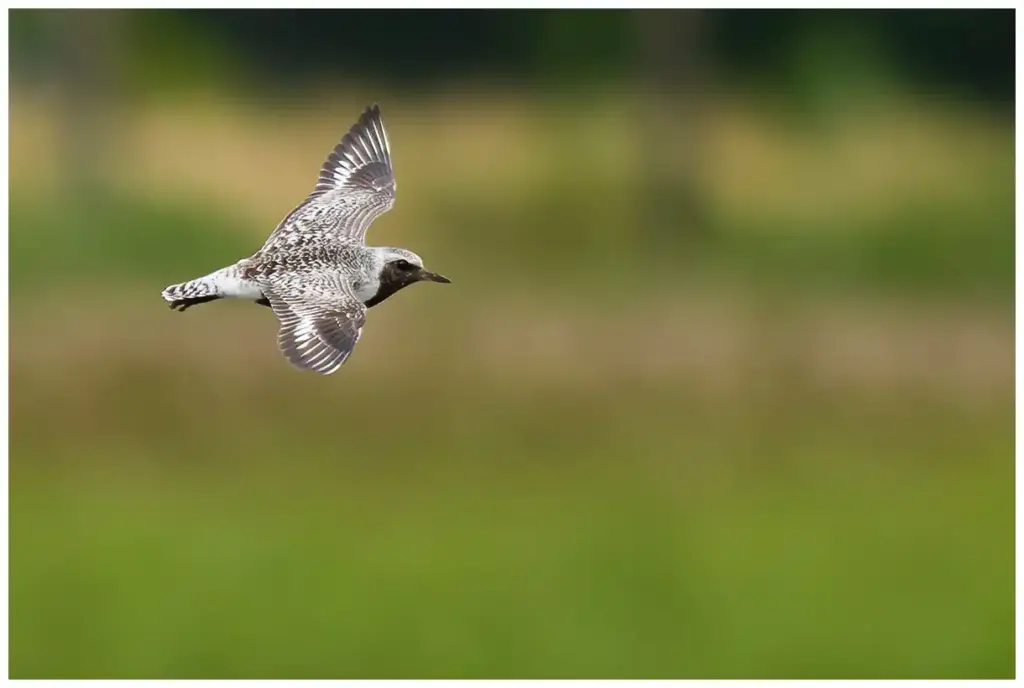Kustpipare - (Grey Plover) - flygande